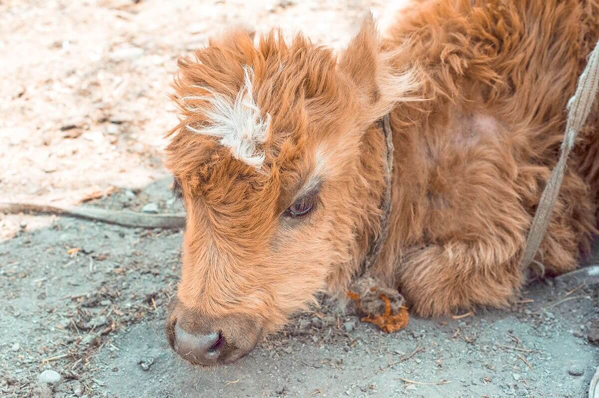 baby calf muktinath to jomsom on the annapurna circuit