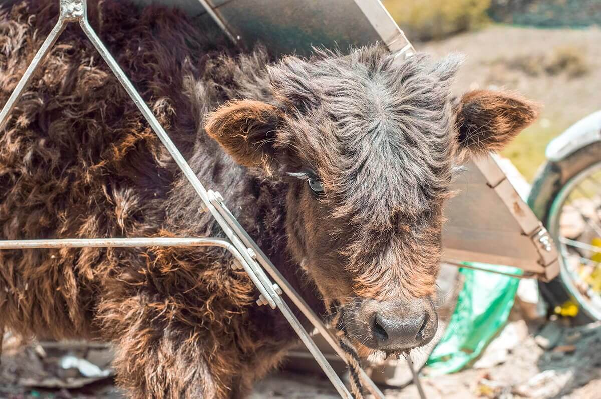 baby cow muktinath to jomsom on the annapurna circuit