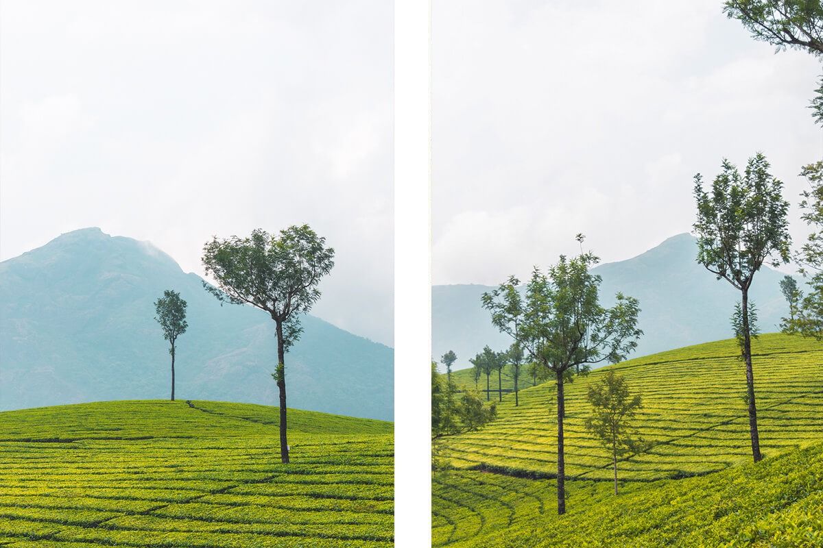 munnar tea plantations trees