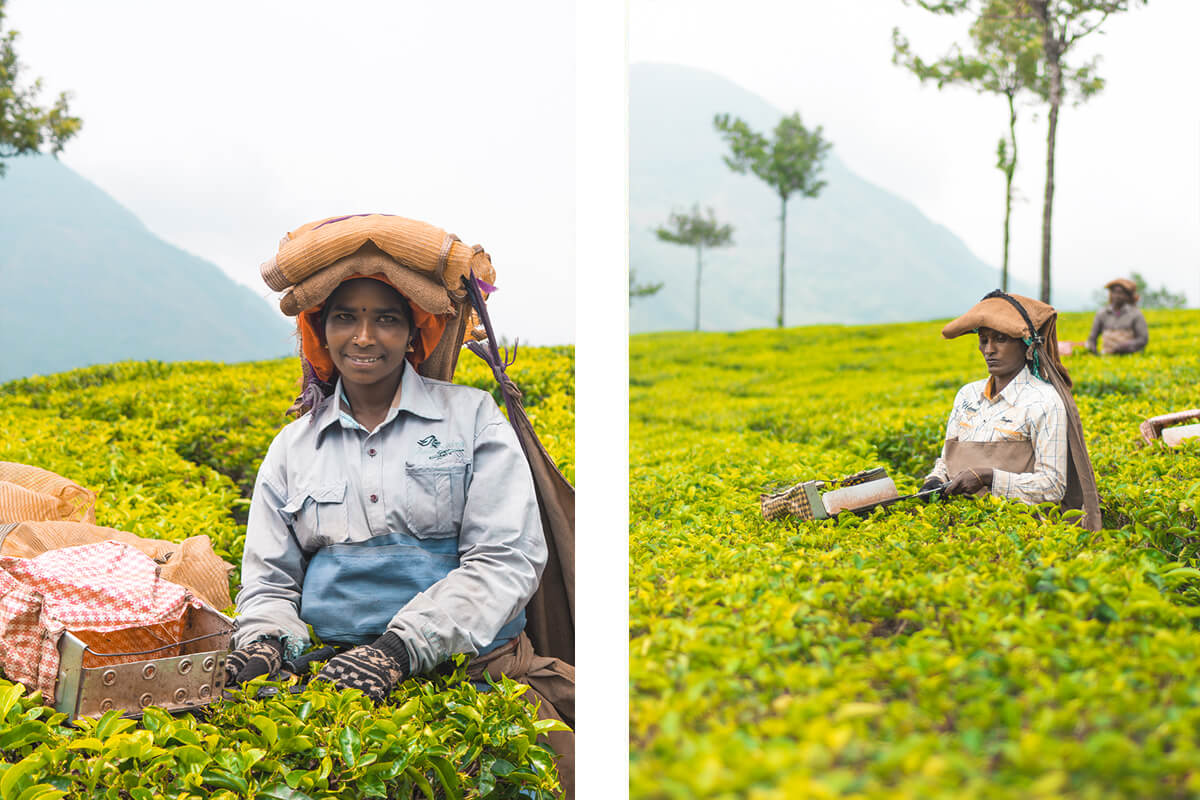 munnar in kerala perfect india for beginners