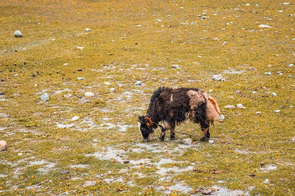 colorful yak ngawal to manang on the annapurna circuit