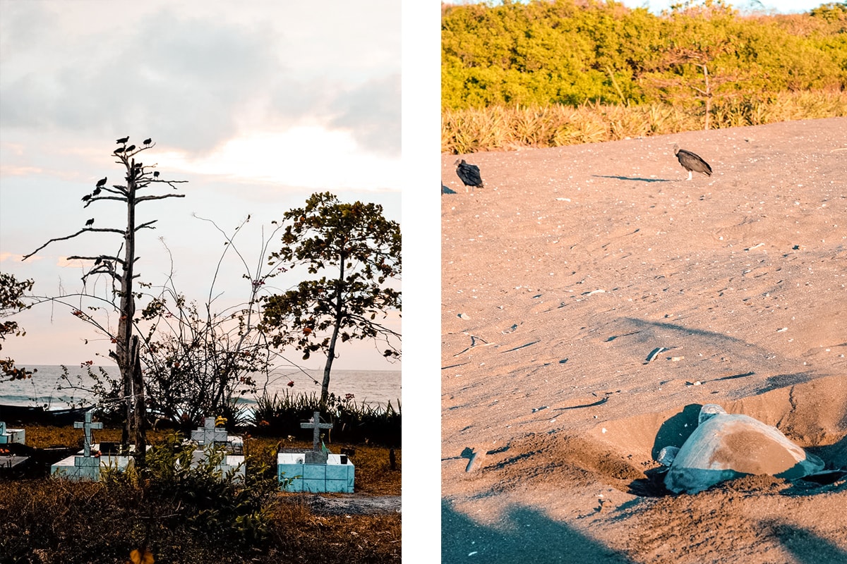 Ostional, Costa Rica | Volunteer work | Conservation | Animals | Turtles | Costa Rica | Guanacaste | Ostional | International Student Volunteers | ISV | Why should I pay | Volunteer Abroad | What to do | Backpacking | Budget Travel | Solo Female Travel | Backpackers Wanderlust |