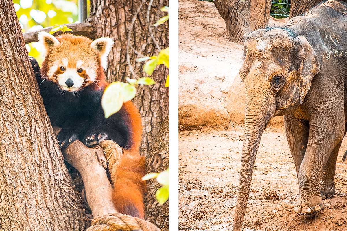 A Day Exploring Melbourne Zoo | Australia's native animals| Backpacking Australia | Traveling Melbourne| What to do Melbourne | Koalas | How to get to Melbourne Zoo | Backpackers Wanderlust