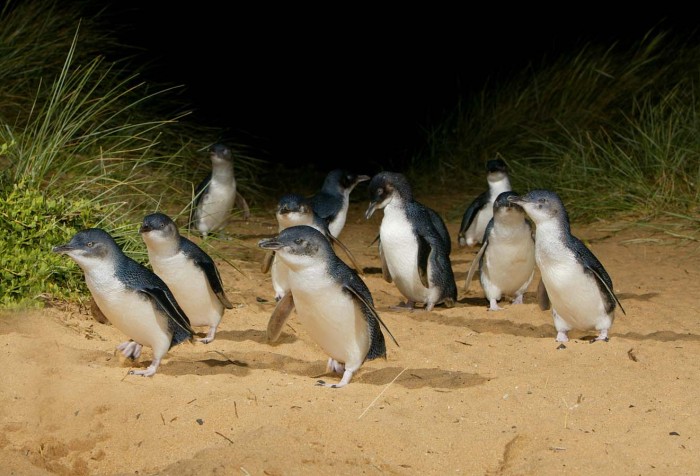penguin-parade-phillip-island
