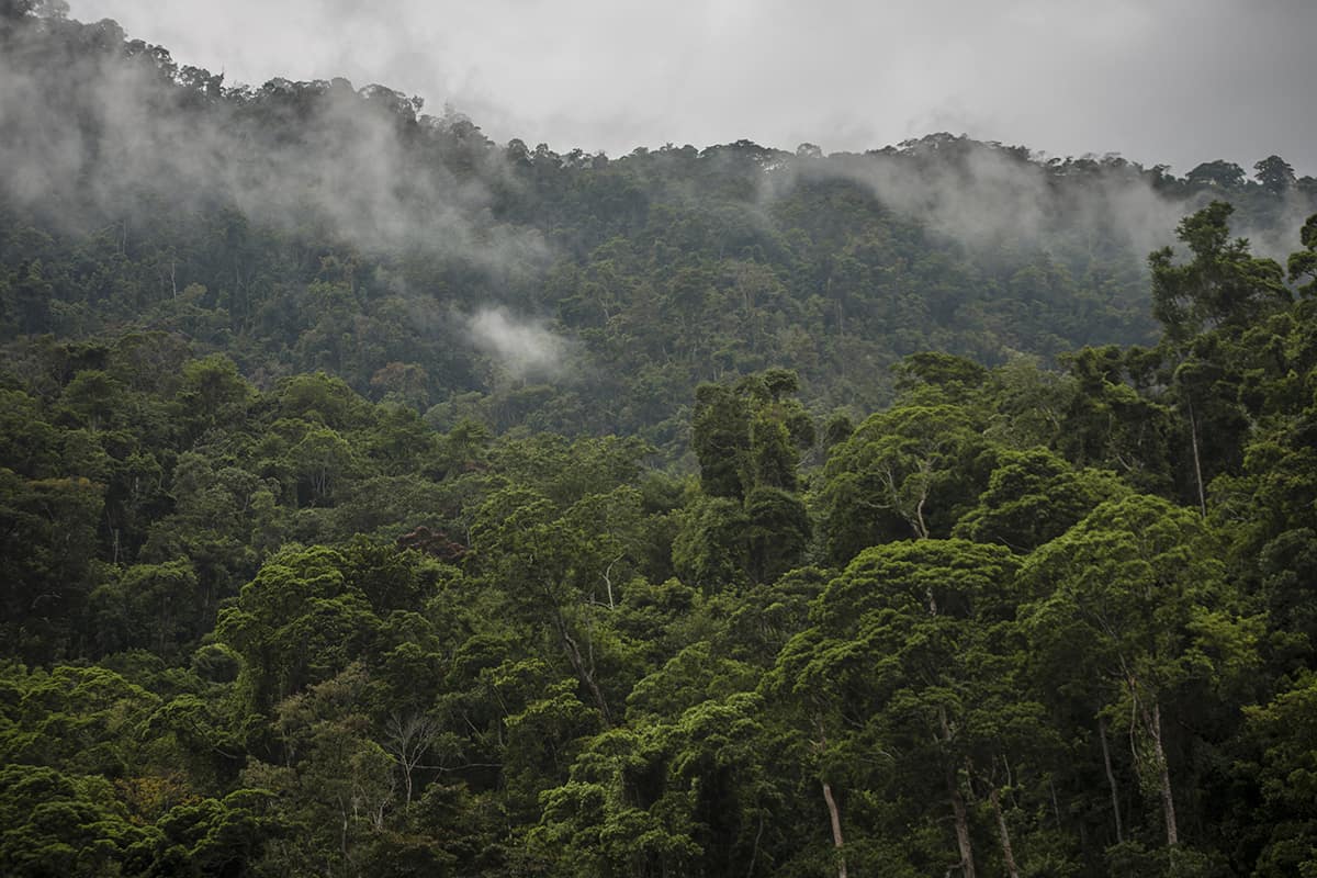 watching the cloud roll through the jungle at pico bonito national park