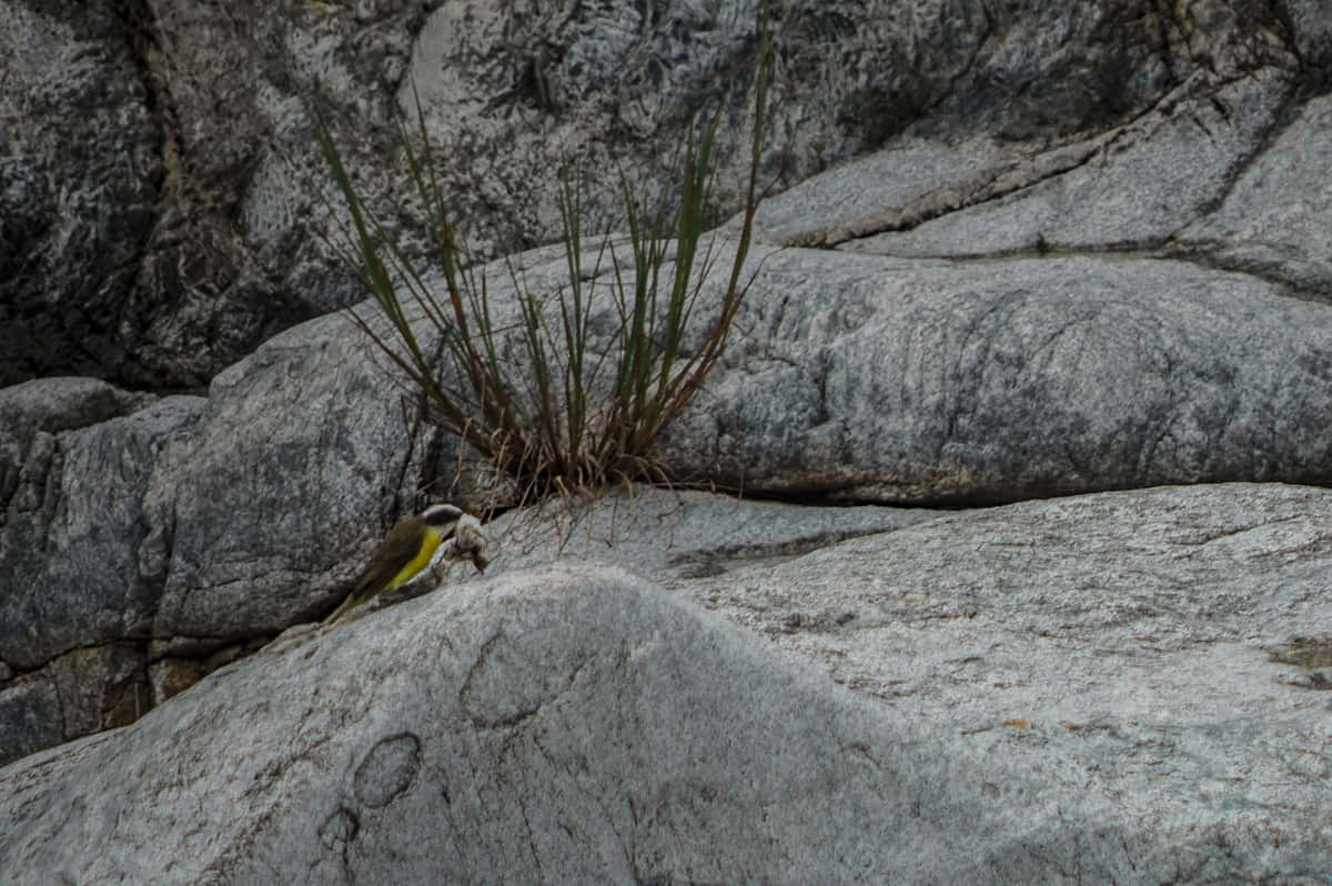 a little bird with a meal in its mouth at pico bonito national park
