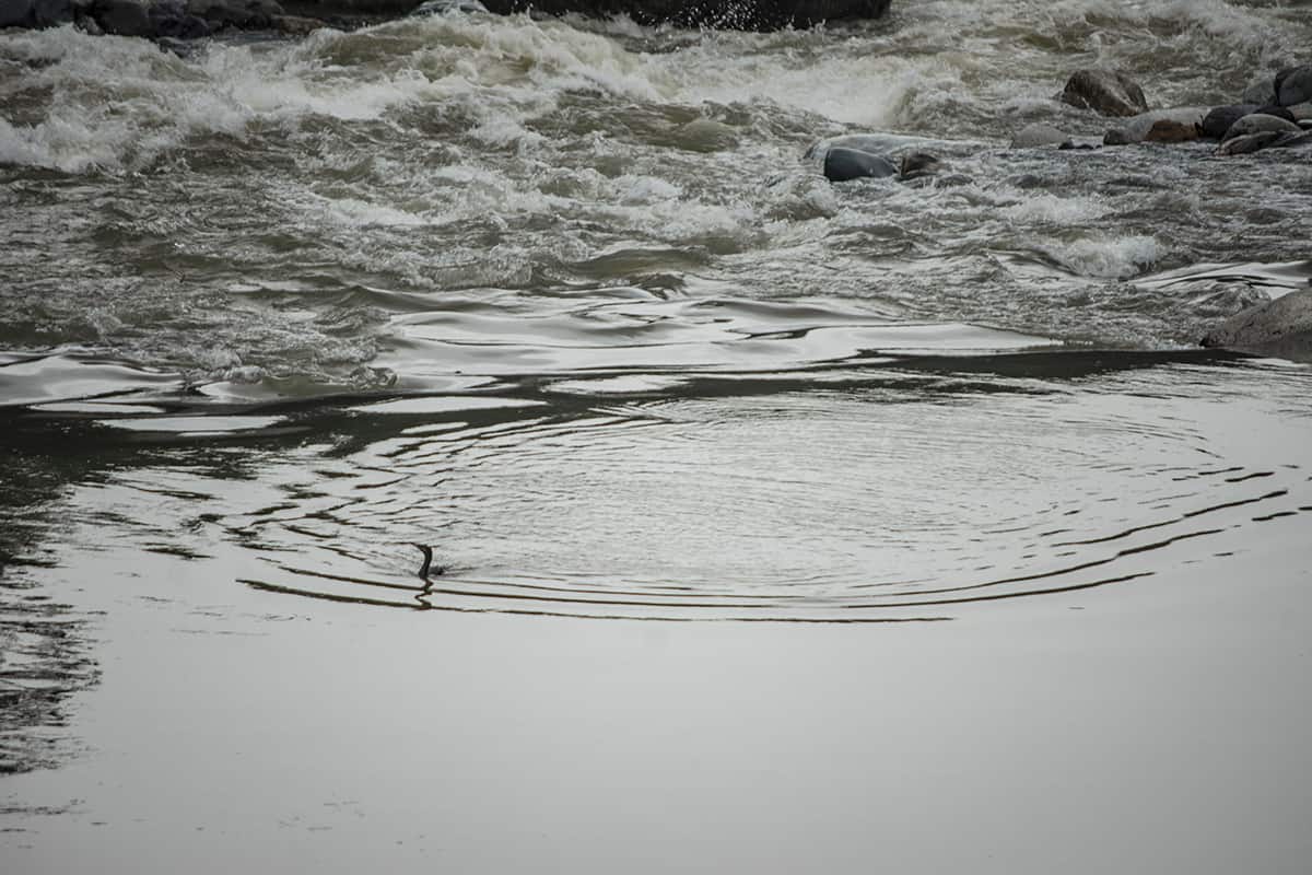 a bird relaxing in a calm bit of the cangrejal river after navigating the rapids