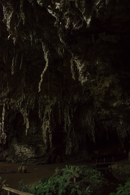 Queen Hortense's Cave In The Isle Of Pines: BEST Tips 2025 21 lush jungle at the beginning of queen hortense's cave in the isle of pines