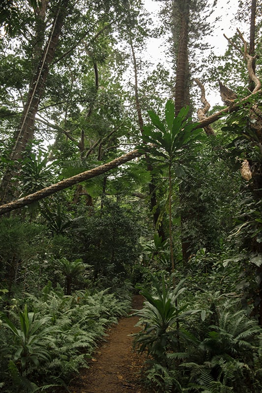 Queen Hortense's Cave In The Isle Of Pines: BEST Tips 2025 15 Explore the vibrant tropical forest trail on the Isle Of Pines, adorned with lush plants and discover hidden wonders like Queen Hortense’s Cave.