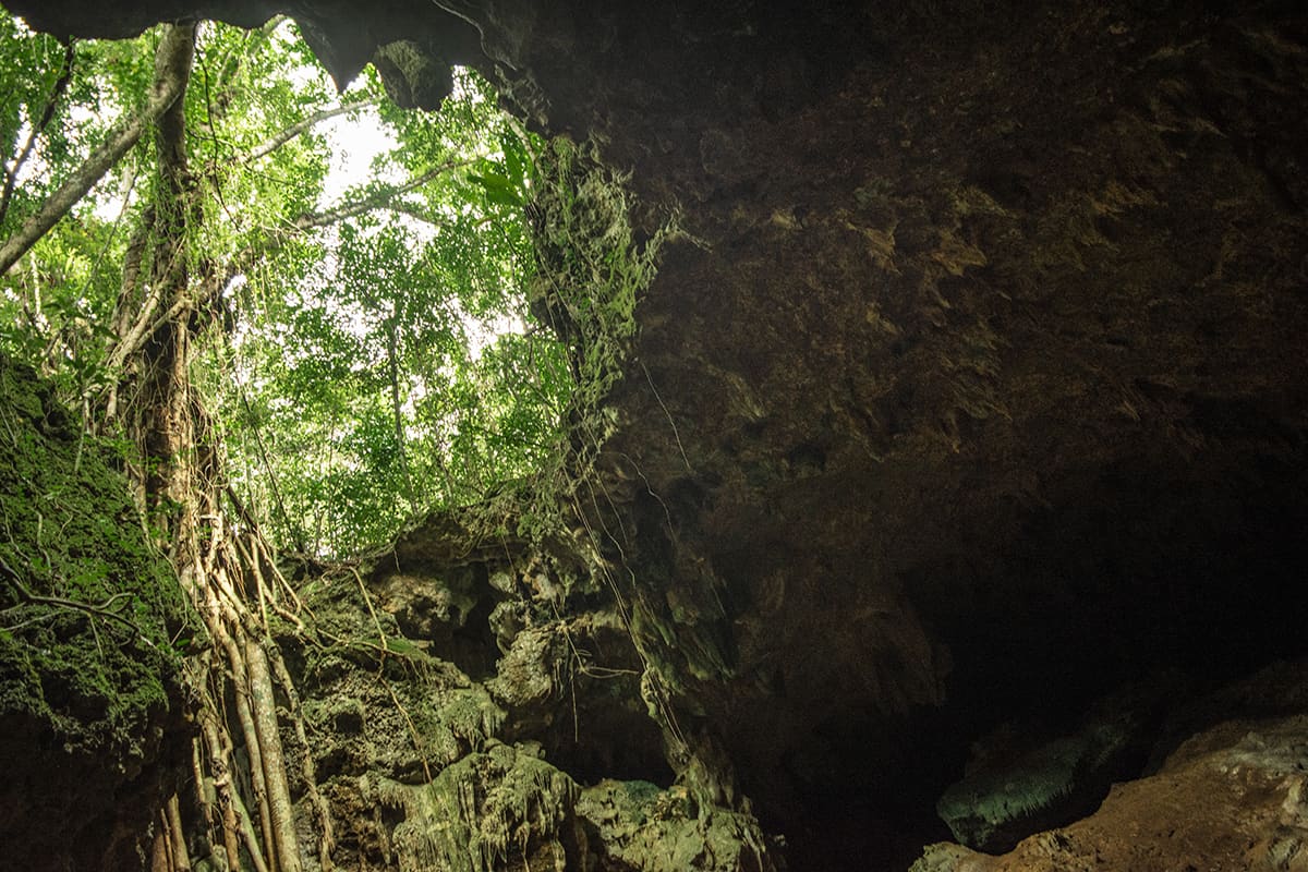 Queen Hortense's Cave In The Isle Of Pines: BEST Tips 2025 19 Queen Hortense’s Cave on the Isle of Pines, with trees growing out of it.