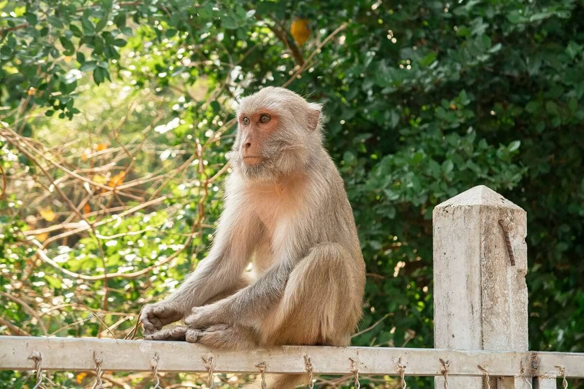 monkey forest xe champhone