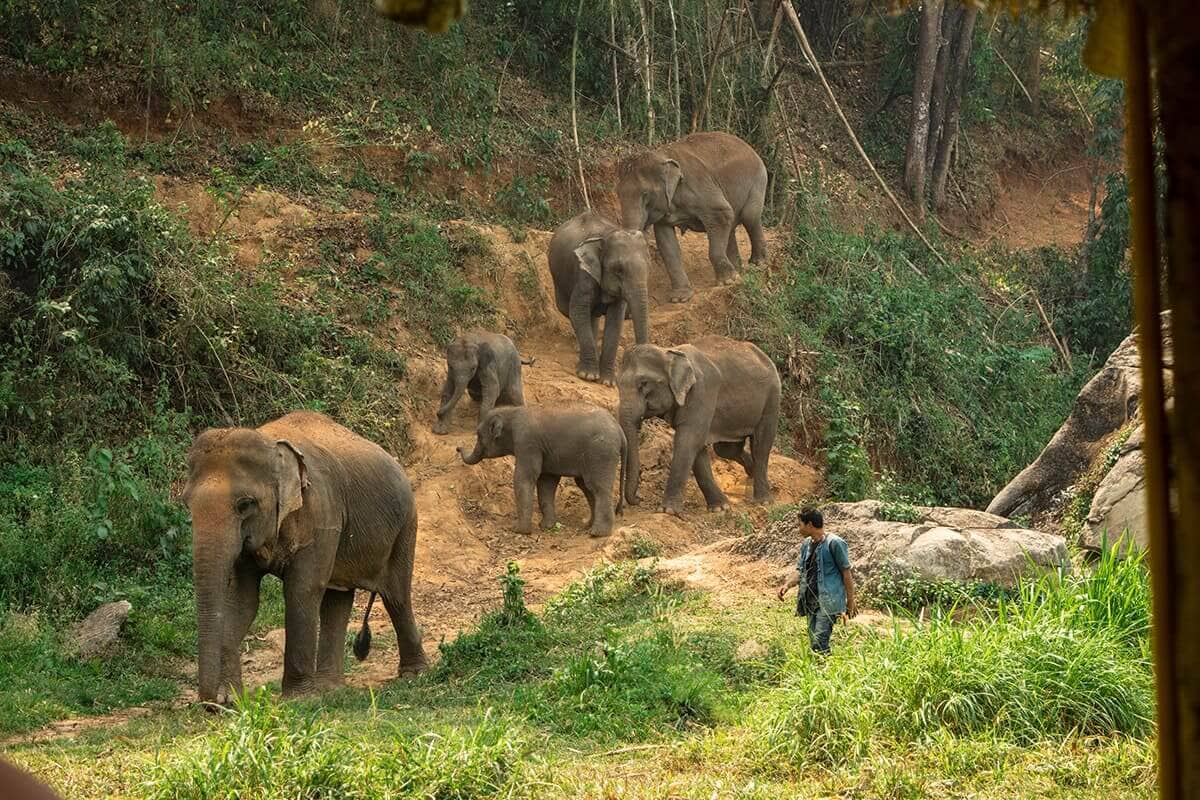elephant nature park in chiang mai