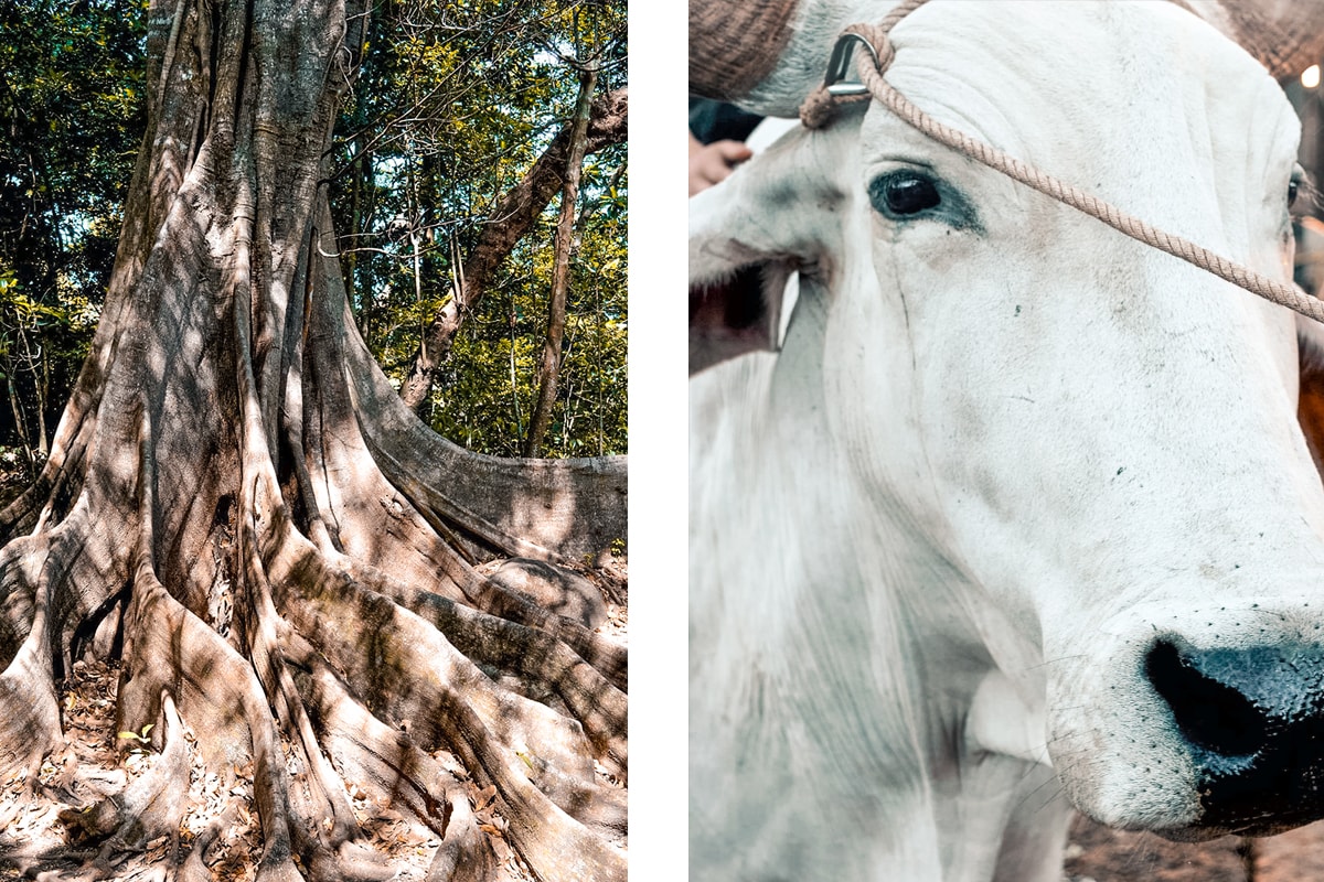 Exploring Ricon De La Vieja In Costa Rica | Travel Central America | Guanacaste | Hike | Hiking | Volcano | Rainforest | Backpacking Costa Rica | Mud bath | What to do | Where to sleep | Horse riding | Tubing | Backpackers Wanderlust |