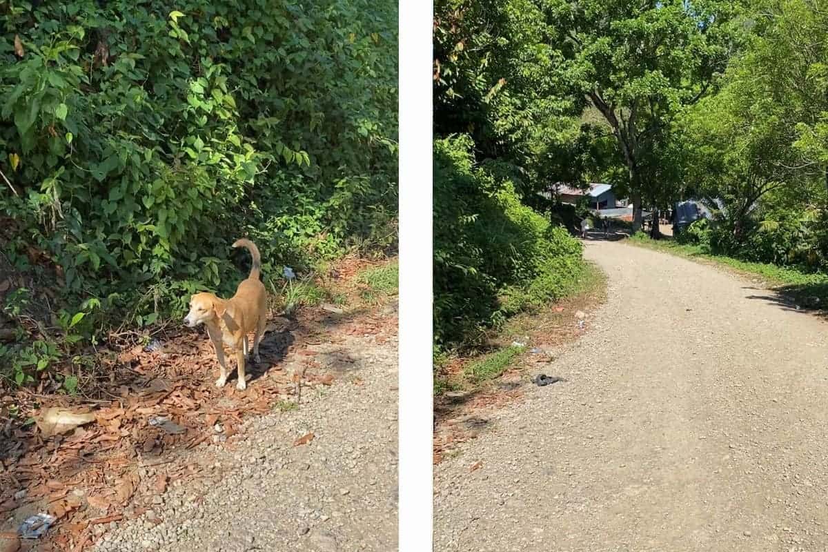 Visiting Semuc Champey Mirador & Pools: All You Need To Know 2025 34 hiking to semuc champey from my hostel up the road at greengos