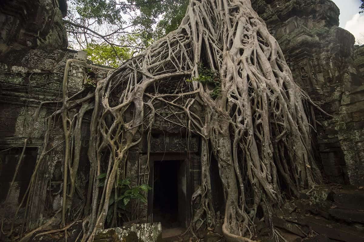 trees growing over ta prohm temple in siem reap