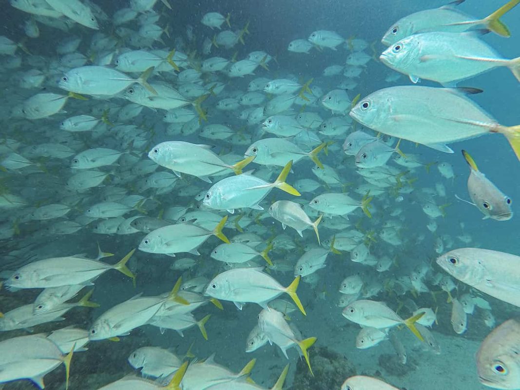 among a large school of fish while diving hol chan marine park