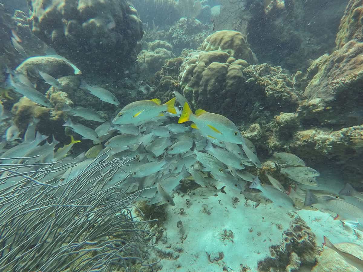 a small school of fish huddling against the coral at hol chan marine reserve