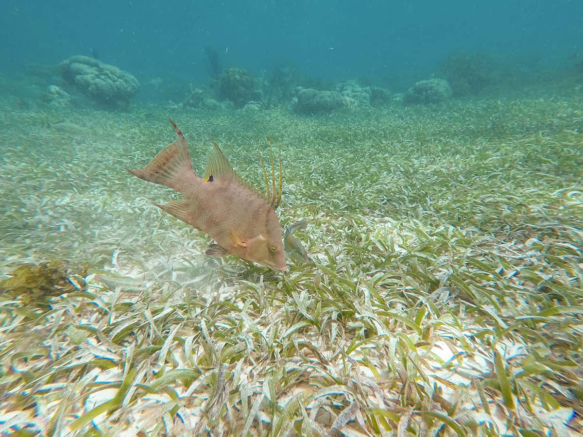a hogfish looking for food in the sandy sea floor of hol chan marine park