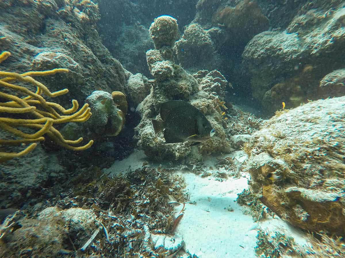 a only grey angelfish hanging among the rocks at hol chan marine reserve