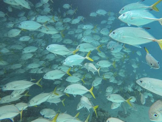 among a large school of fish while diving hol chan marine park