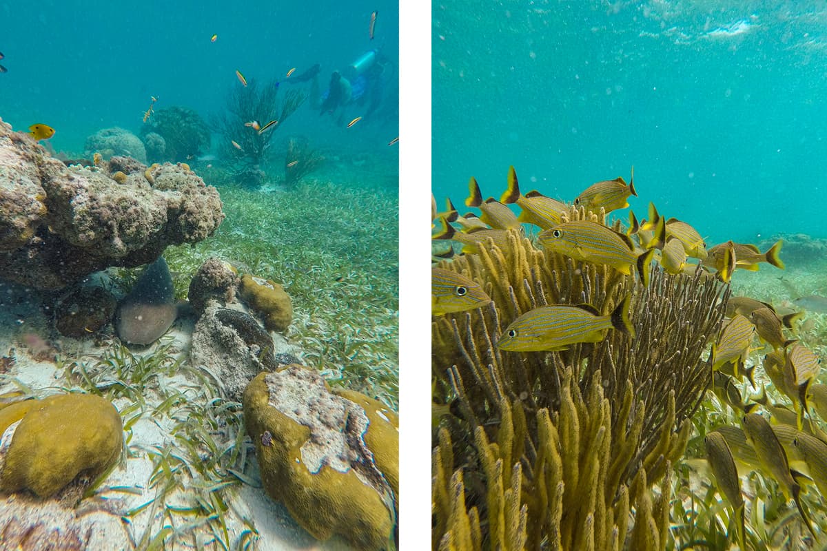 a sleeping nursehark under a coral outcrop // bluestriped grunt hanging around the coral