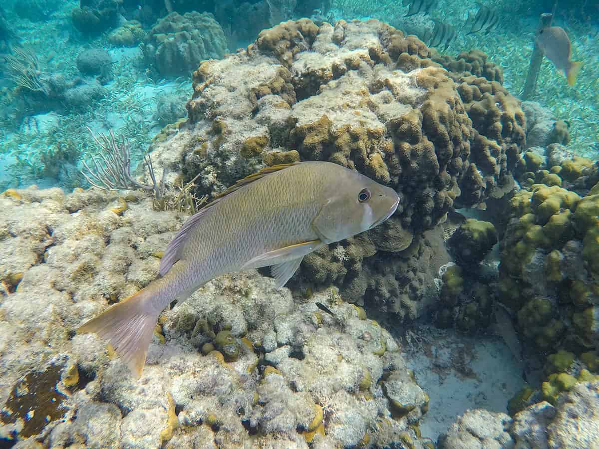 there are plenty of different fish you can see while snorkeling hol chan marine reserve
