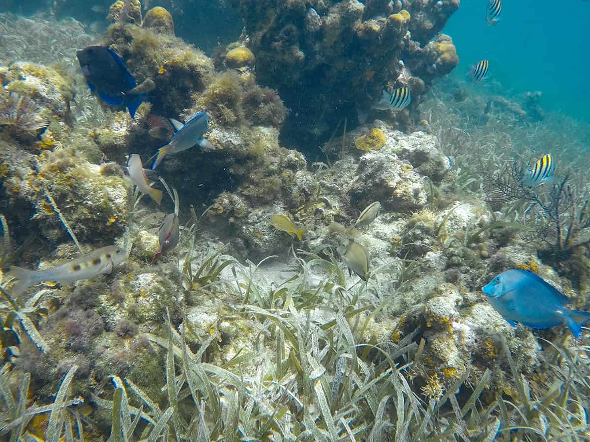 the various types of fish you can expect to see in the blue channel