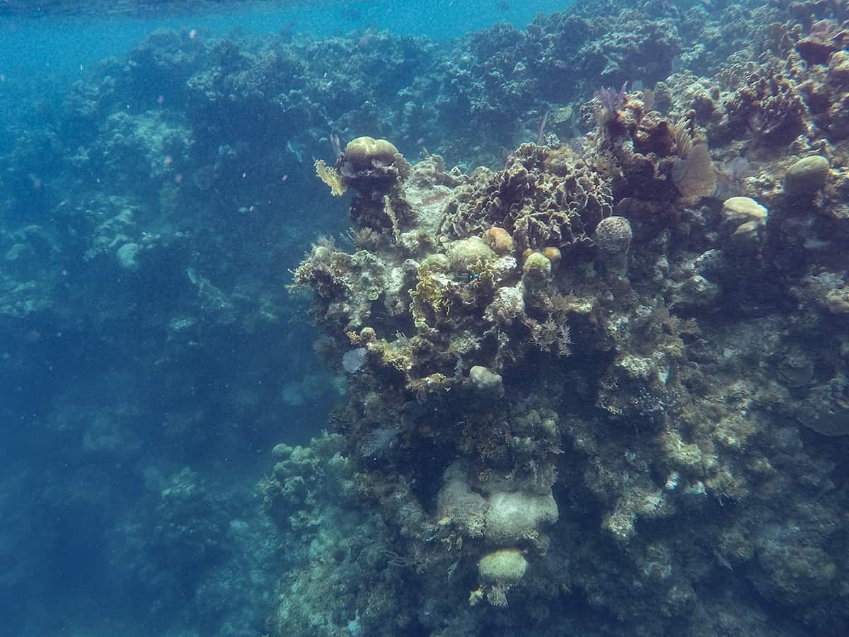 the wall filled with coral one side of the blue channel in roatan