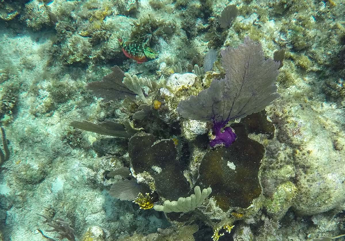 a bright purple fan coral and a type of parrot fish which you can see while you snorkel the blue channel in roatan