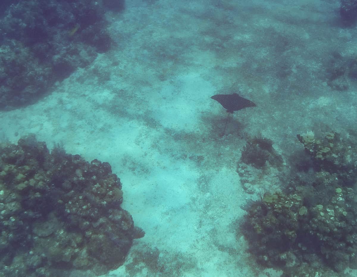 a eagle ray gliding through the depths of the blue channel in roatan