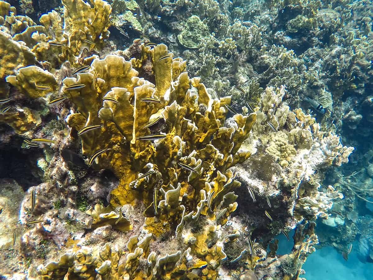 some small fish around the coral in the blue channel