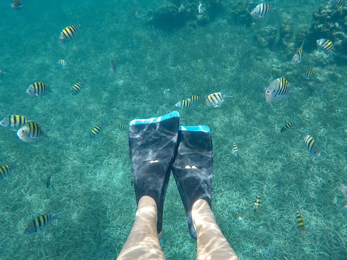 surrounded by sergent major fish while snorkeling the blue channel in roatan