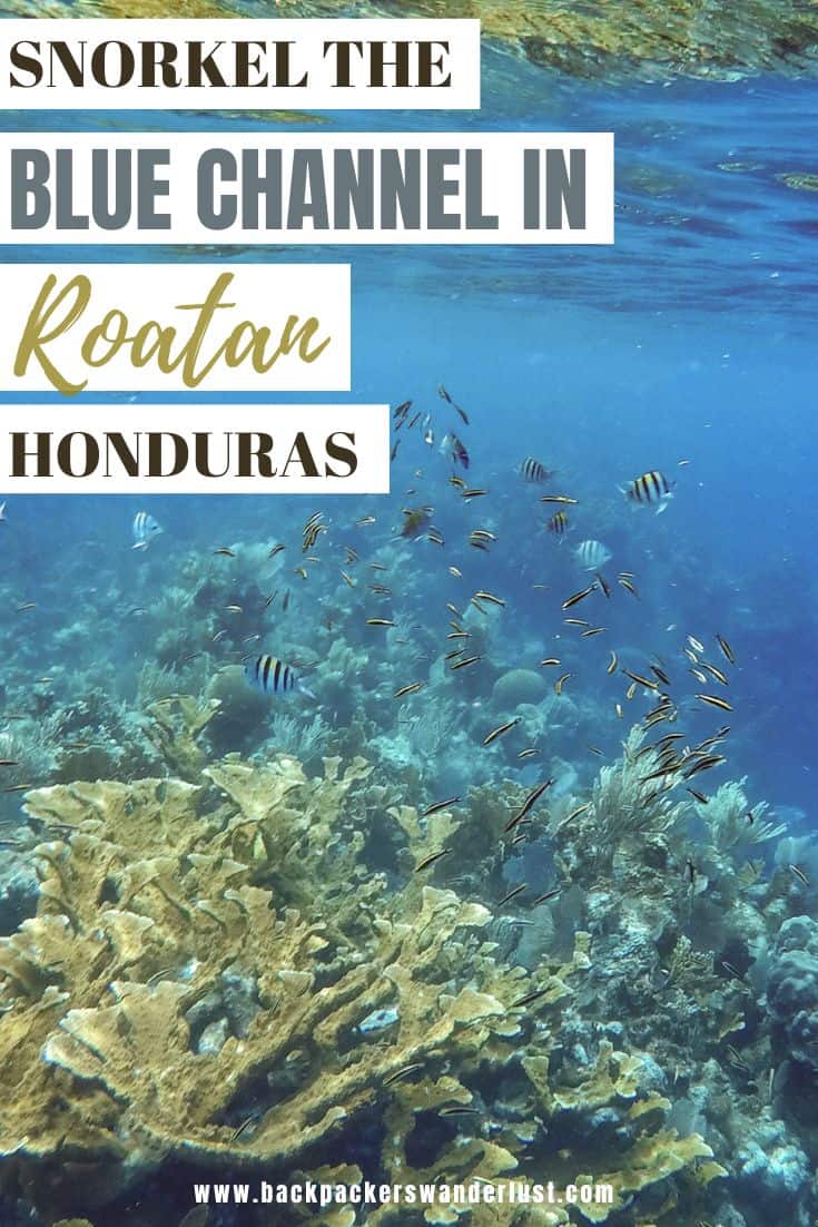 If you are an underwater lover who loves a spot of snorkeling and discovering ocean life you need to snorkel the Blue Channel in Roatan! This is a snorkeler's dream spot on the island, though there are some things you will need to know prior to visiting. 