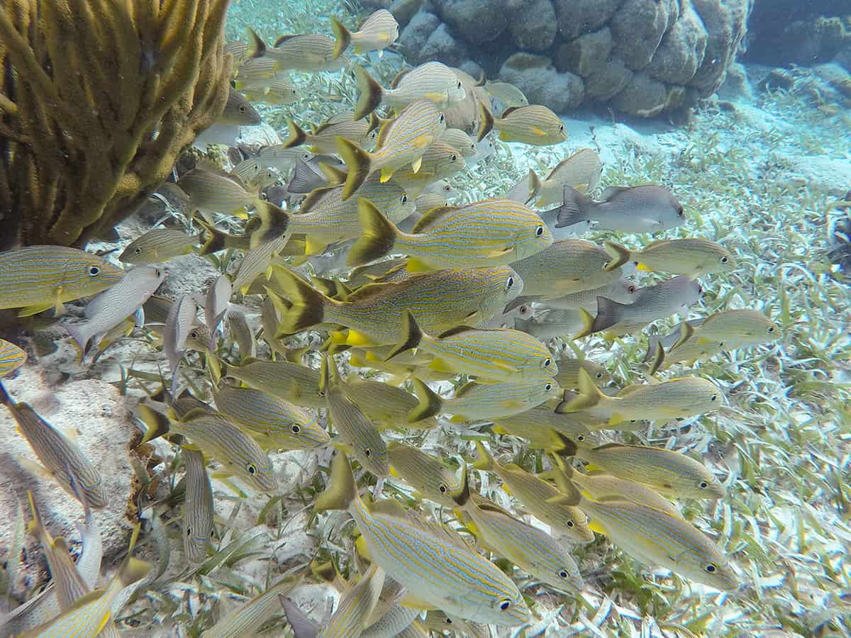seeing a school of fish hanging out in the coral while snorkeling