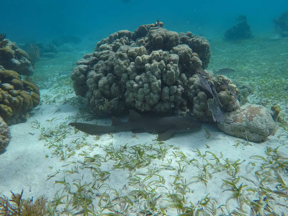 a sleepy nurseshark snuggled up under some hard coral at hol chan marine park