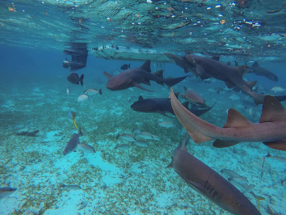 plenty of nurse sharks hanging around our boat at shark ray alley