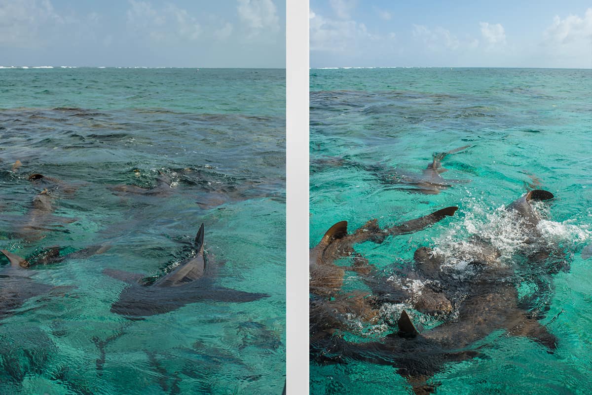 arriving at shark ray alley with a huge swarm of sharks greeting us