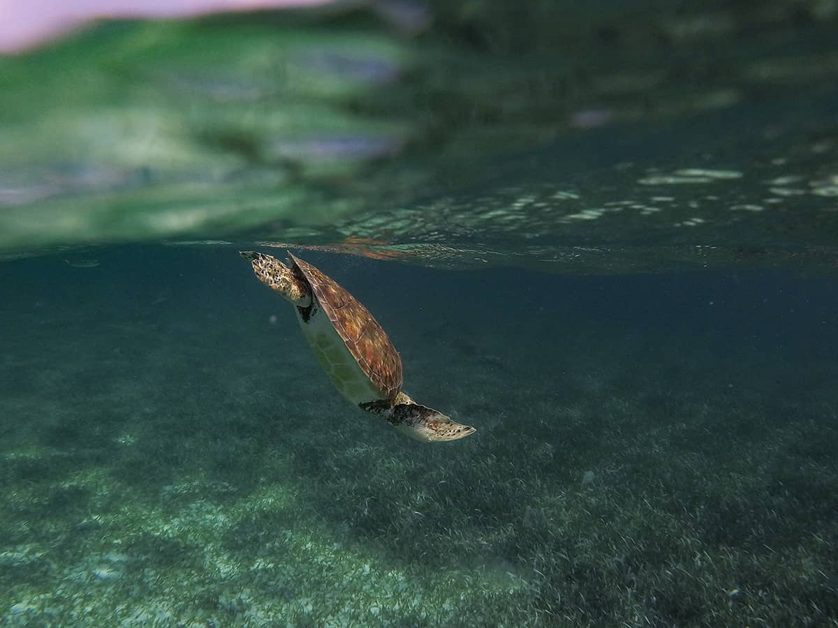 a turtle descending back down to the sea floor after surfacing for a breath on our snorkeling tour from san pedro
