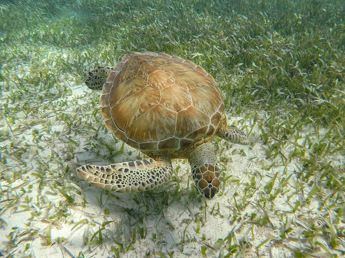 a turtle munching on some sea grass at hol chan marine park