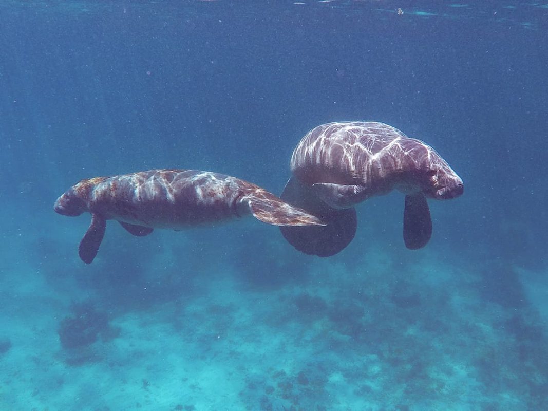 snorkeling with two manatees off caye caulker, a highlight is to swim with manatees in belize