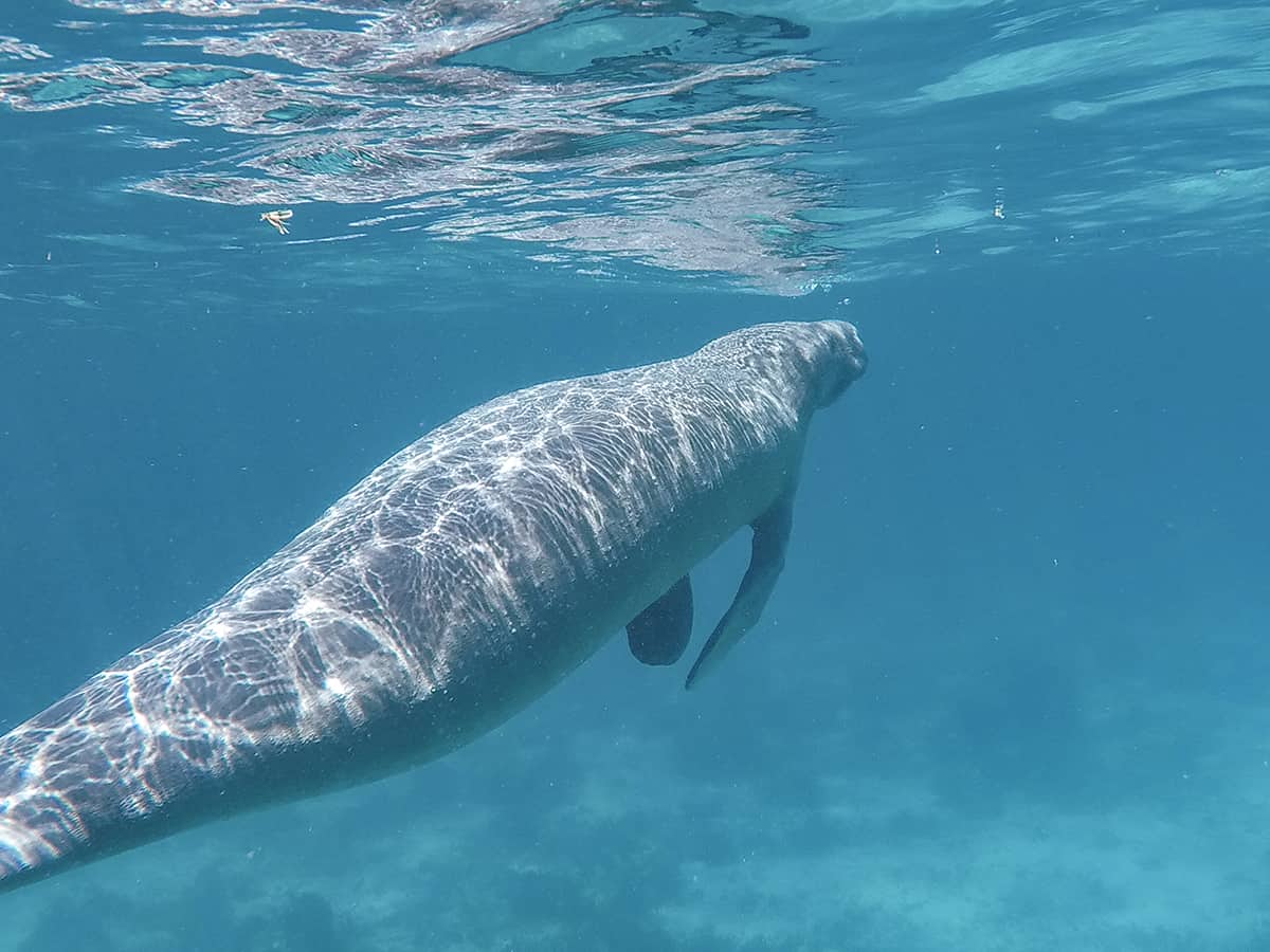 Swim With Manatees In Belize: A BUCKETLIST Experience Must Do 10 a manatee coming up next to me for a breath of air