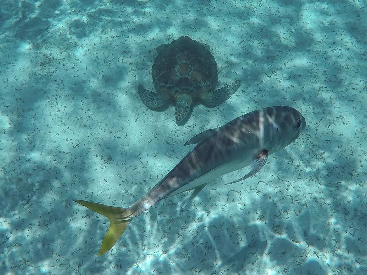 Swim With Manatees In Belize: A BUCKETLIST Experience Must Do 12 a turtle chilling on the sea floor at hol chan marine reserve