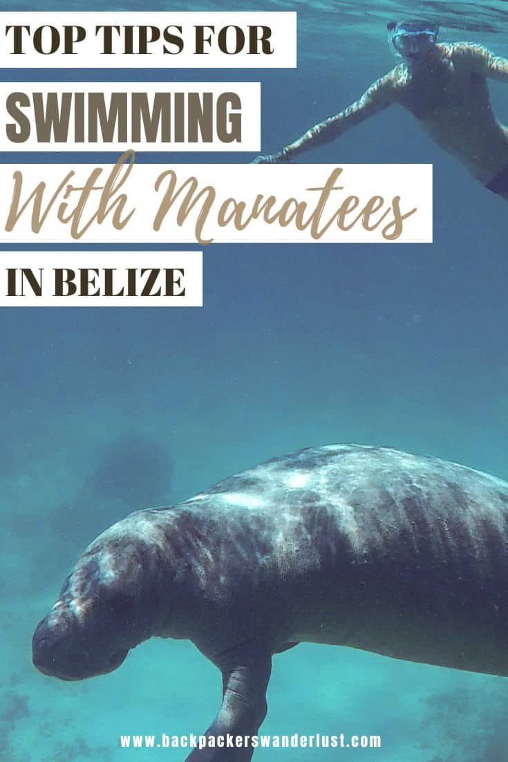 Swim With Manatees In Belize: A BUCKETLIST Experience Must Do 22 Find out all you need to know to have the ultimate bucketlist experience: Swim with manatees in Belize! No doubt this was one of my highlights backpacking Belize, so I am here to tell you all you need to know!