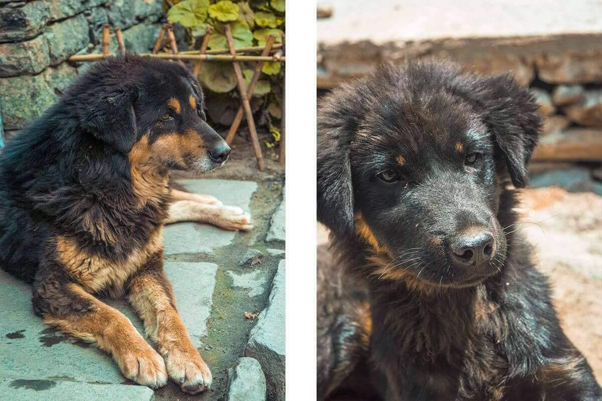 Day 3: Tal To Timang On The Annapurna Circuit 6 bown dog tal to dharapani on the annapurna circuit