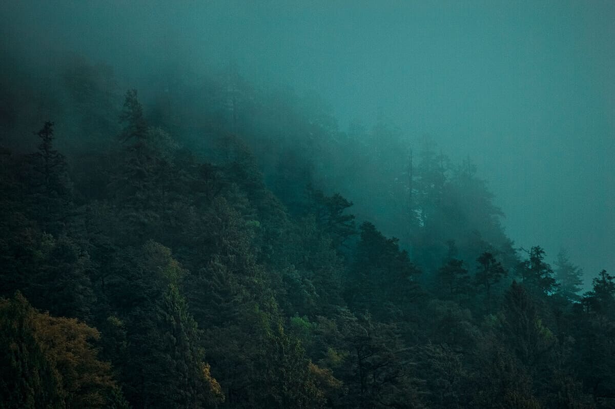 Day 3: Tal To Timang On The Annapurna Circuit 15 forest and fog tal to timang on the annapurna circuit