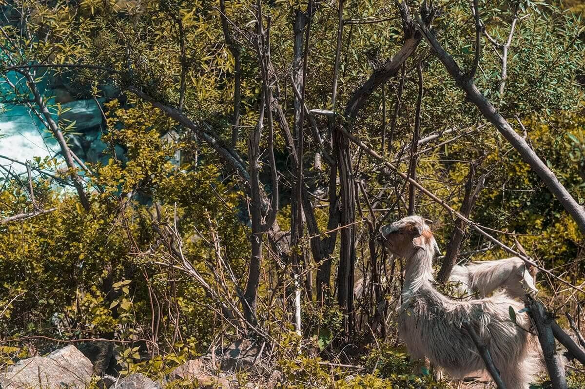 Day 3: Tal To Timang On The Annapurna Circuit 5 goats tal to timang on the annapurna circuit