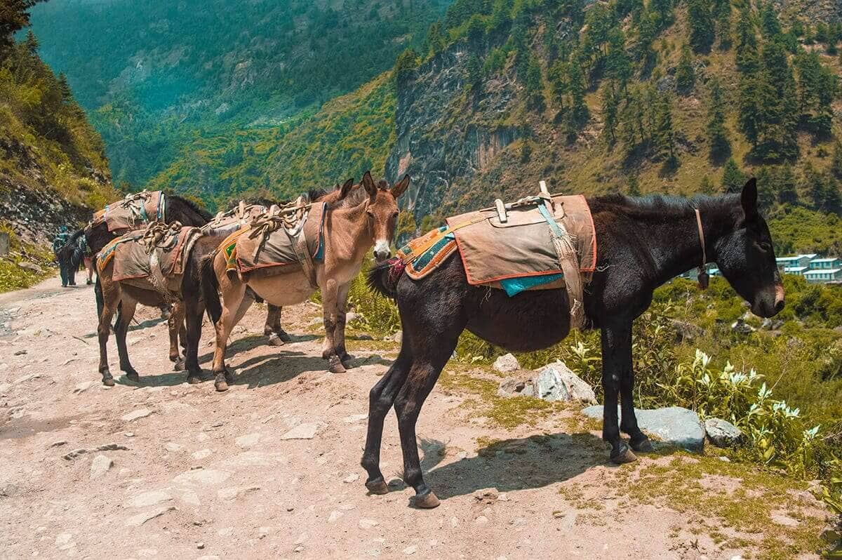 Day 3: Tal To Timang On The Annapurna Circuit 10 horses overlooking valley tal to timang on the annapurna circuit