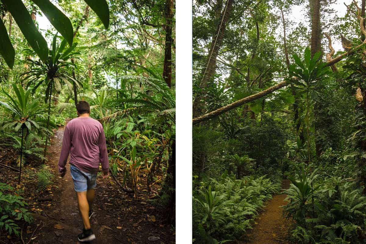 exploring some of the trails in isle of pines