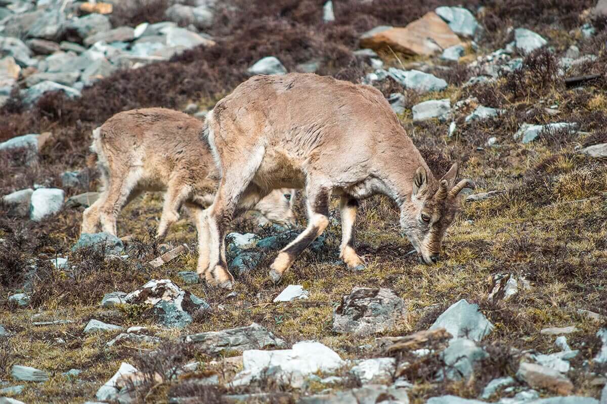 blue sheep throng phedi to high camp on the annapurna circuit
