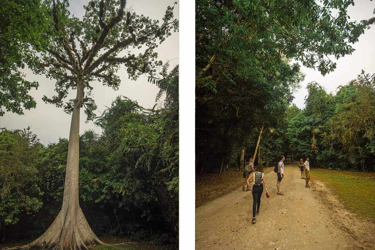 arriving in tikal walking down the path to our first temple